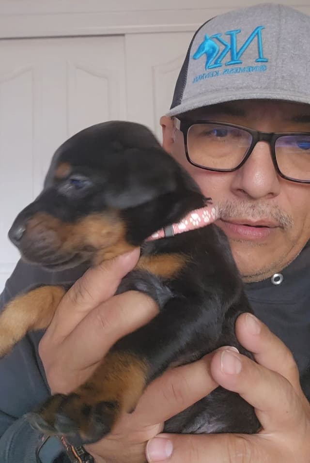 100% High Drive European Doberman Puppies media 10