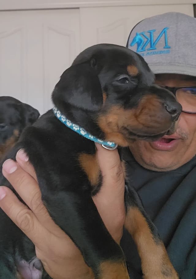 100% High Drive European Doberman Puppies media 11