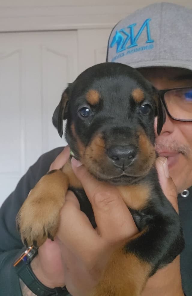 100% High Drive European Doberman Puppies media 12