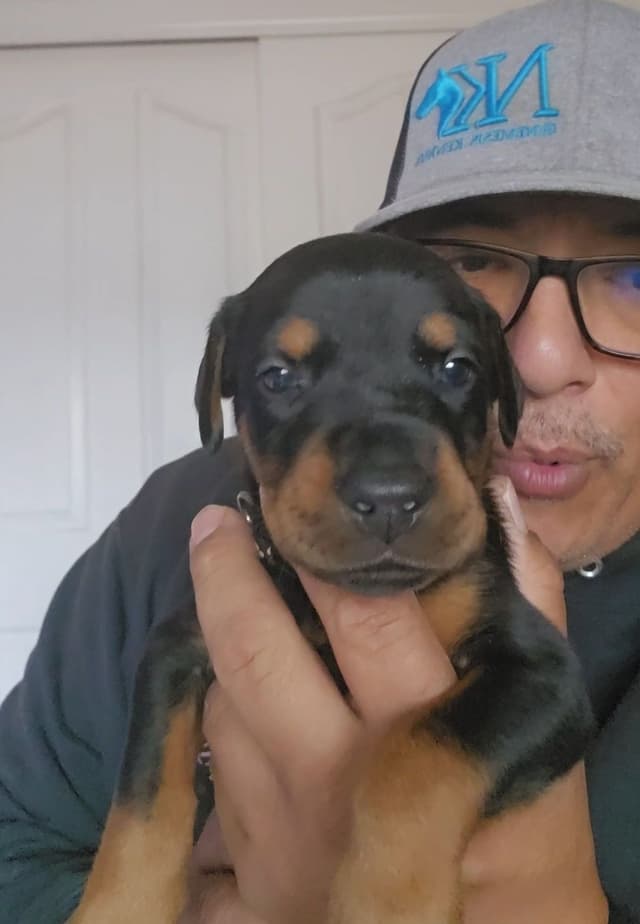 100% High Drive European Doberman Puppies media 13