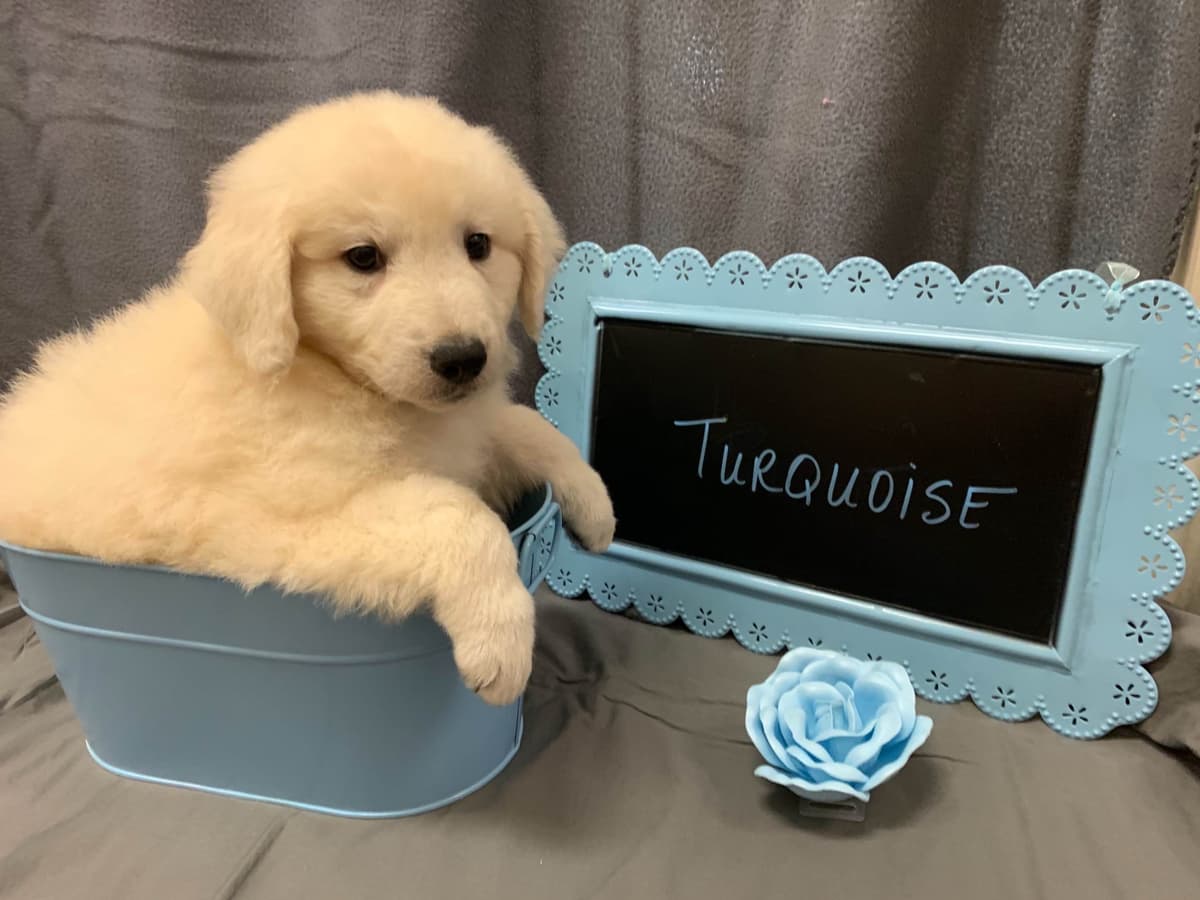 Kuvasz Puppies breeder image 2
