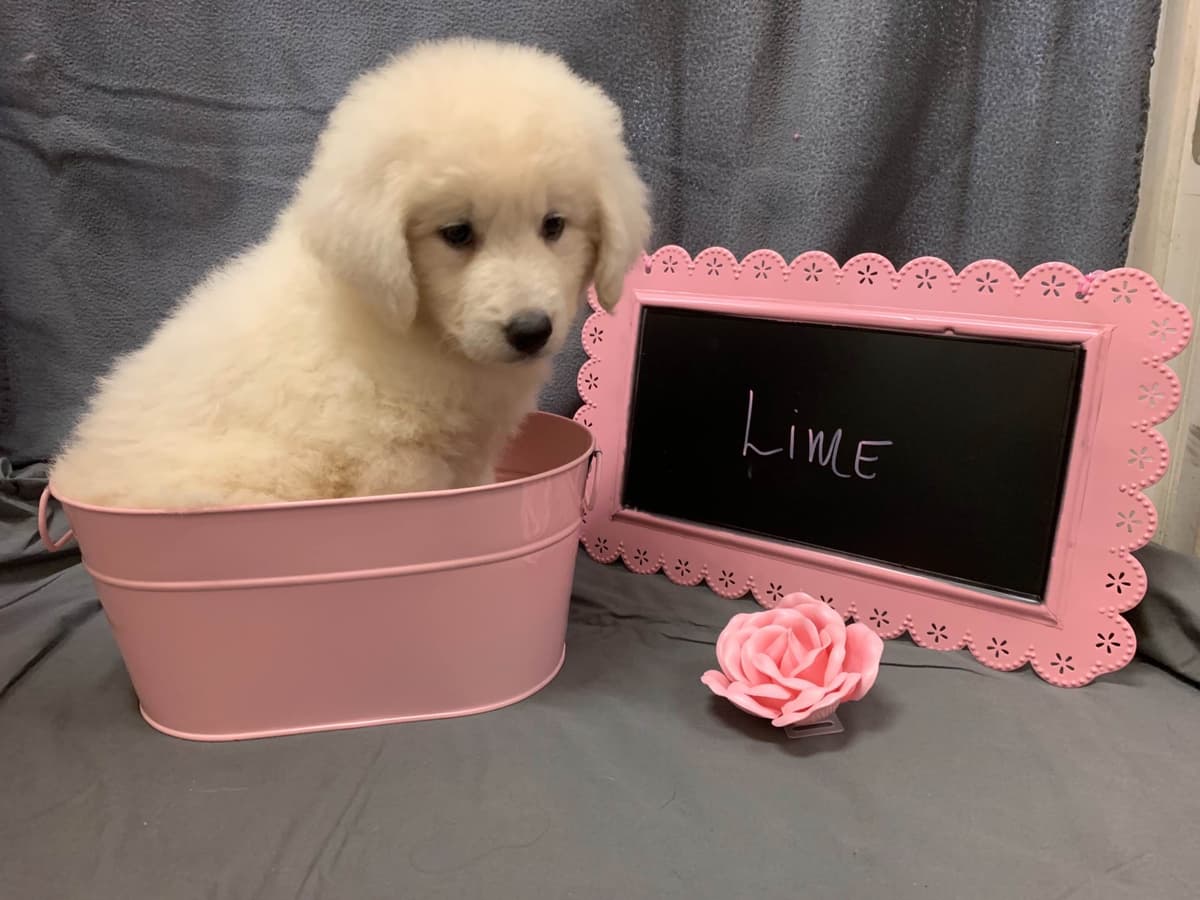 Kuvasz Puppies breeder image 1