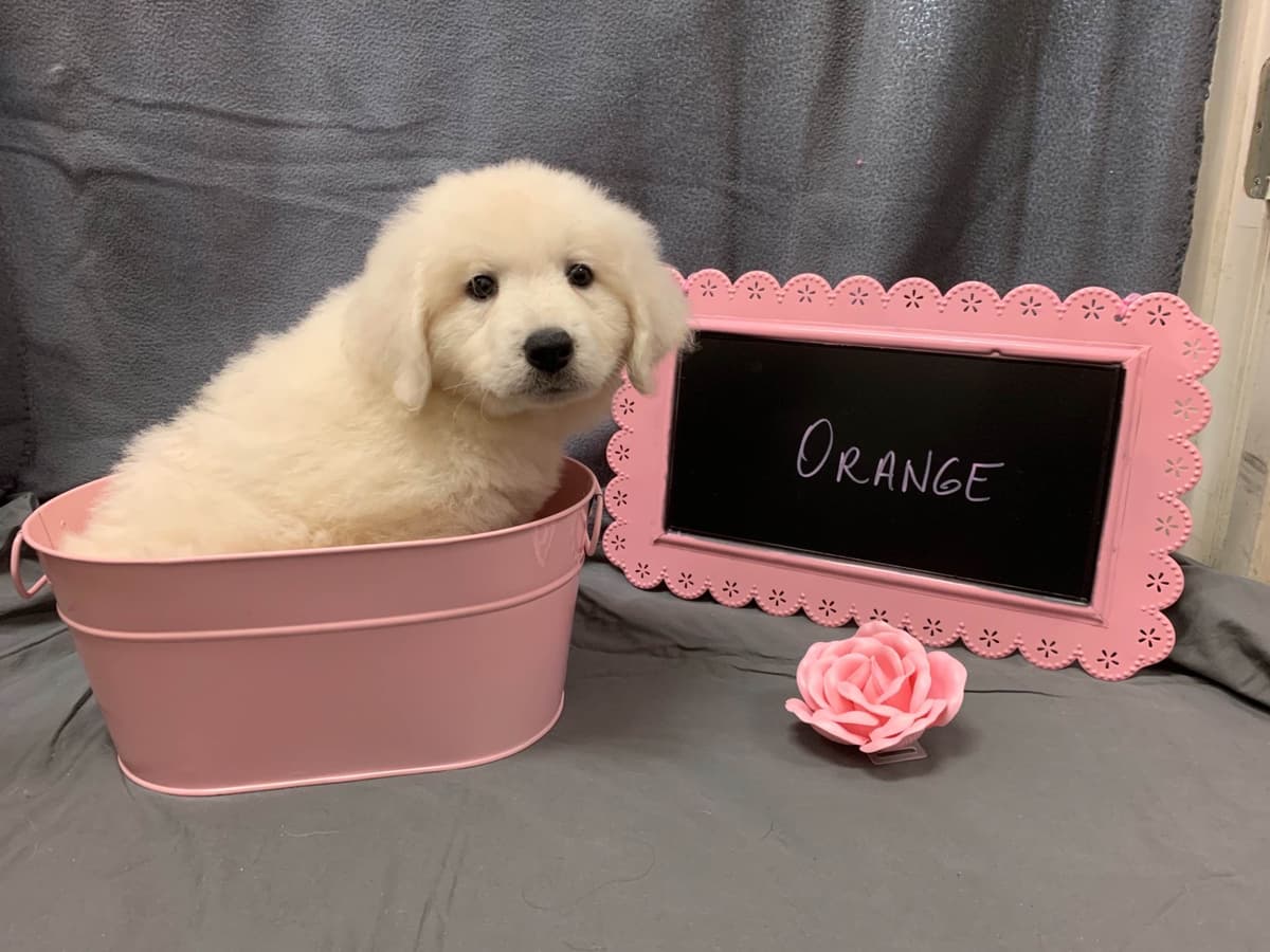 Kuvasz Puppies breeder image 4