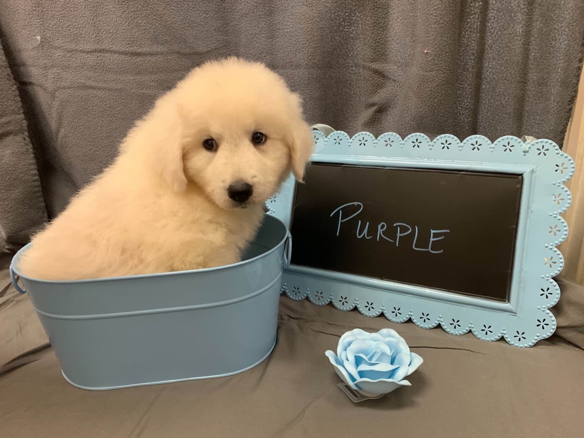 Kuvasz Puppies breeder image 6