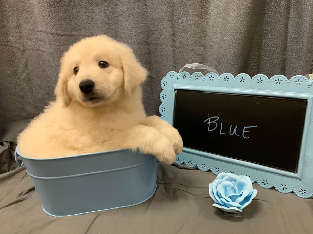 Kuvasz Puppies breeder image 9