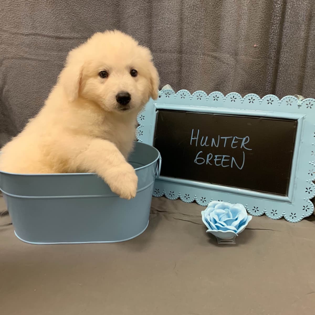 Kuvasz Puppies breeder image 7