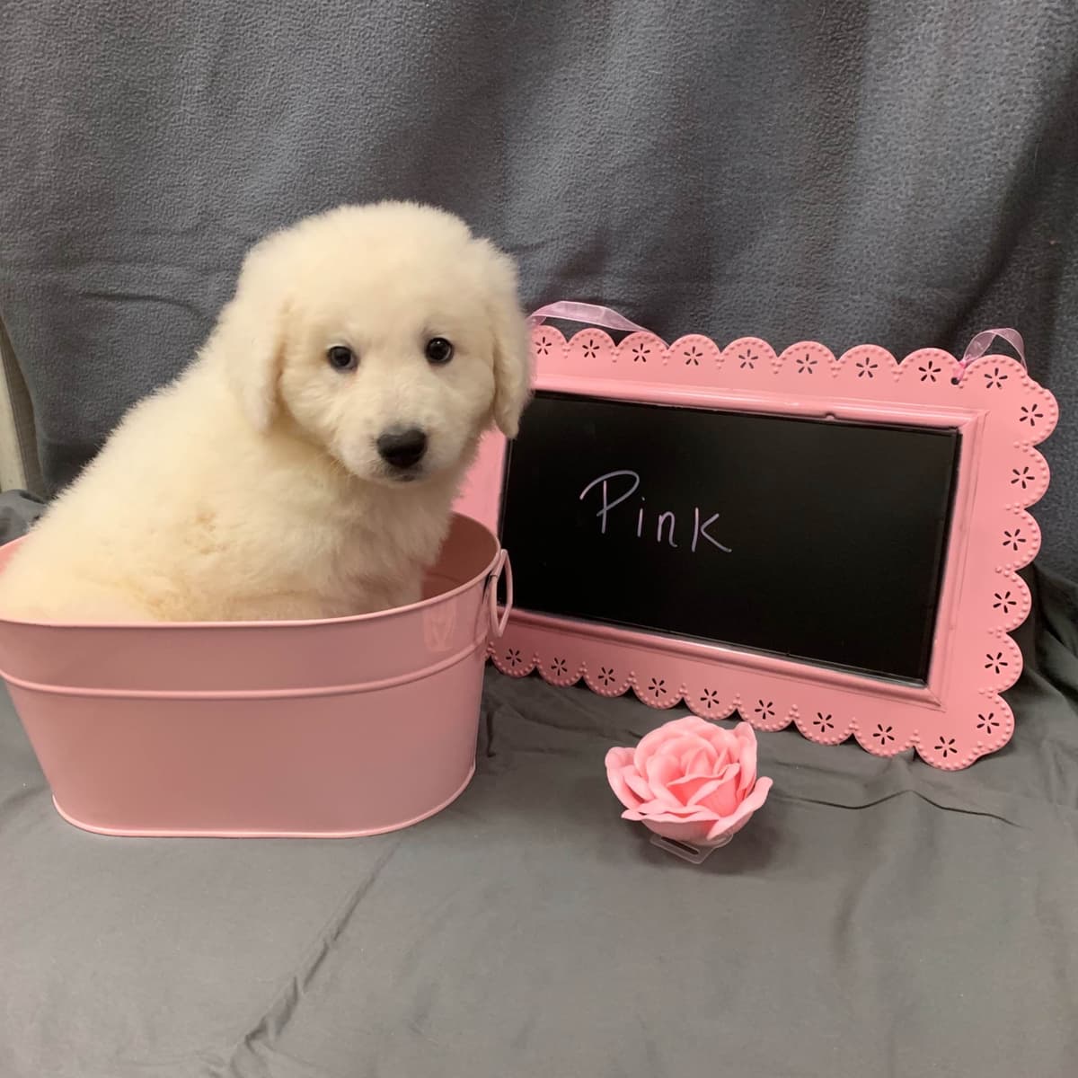 Kuvasz Puppies breeder image 8