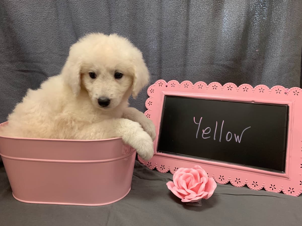 Kuvasz Puppies breeder image 10