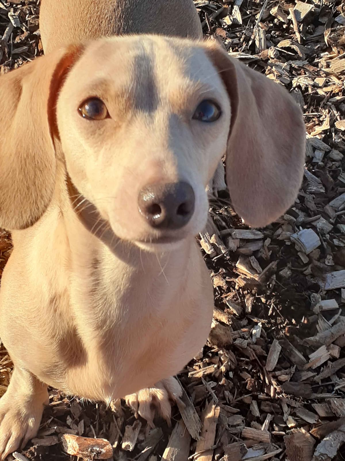 Dachshund Puppies breeder image 3