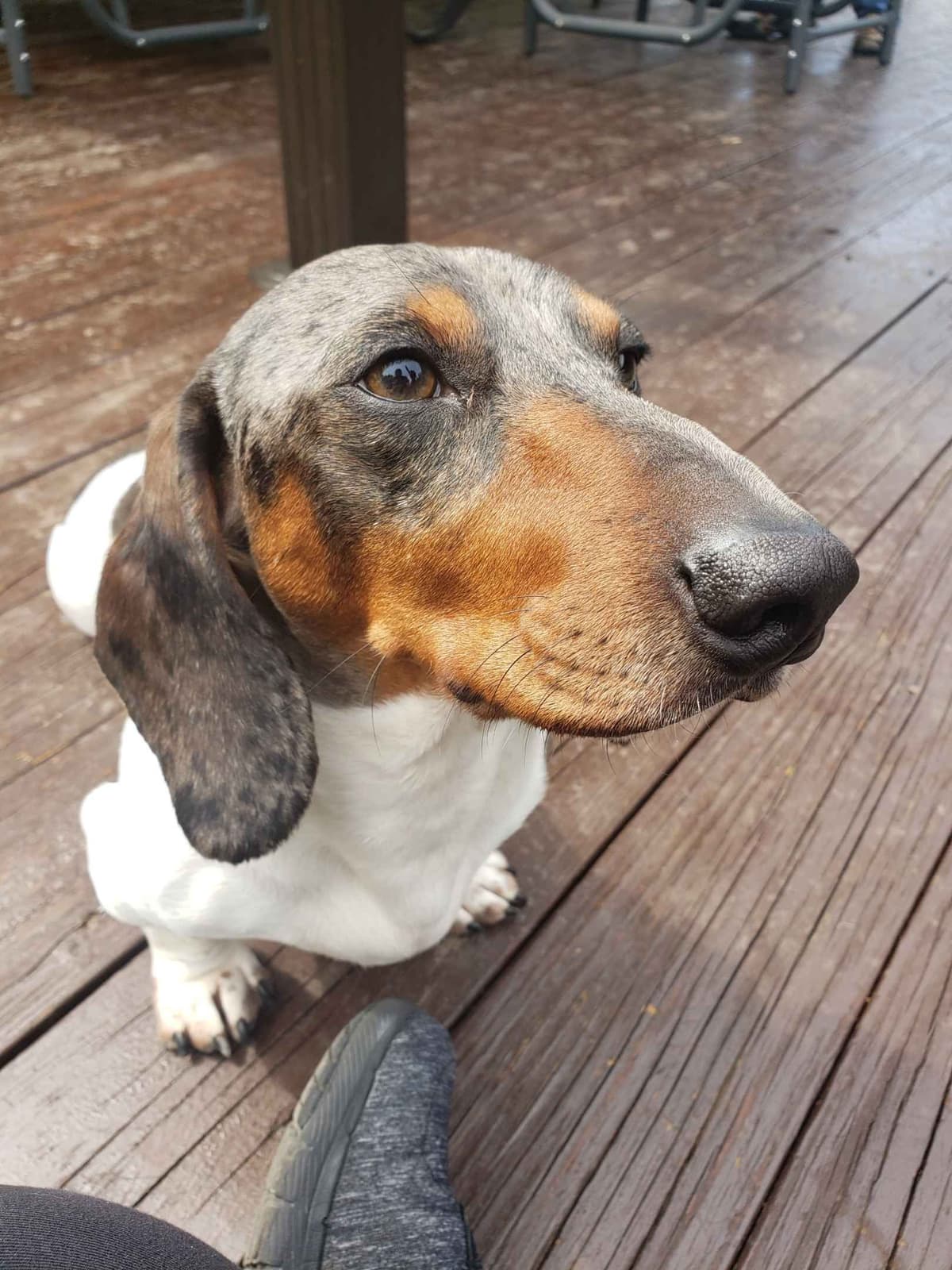 Dachshund Puppies breeder image 4