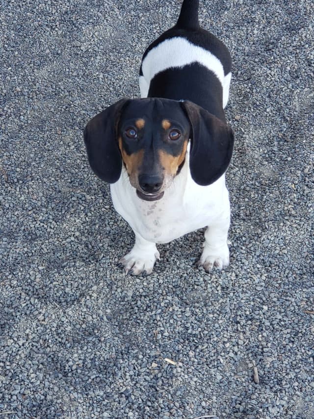 Dachshund Puppies media 2