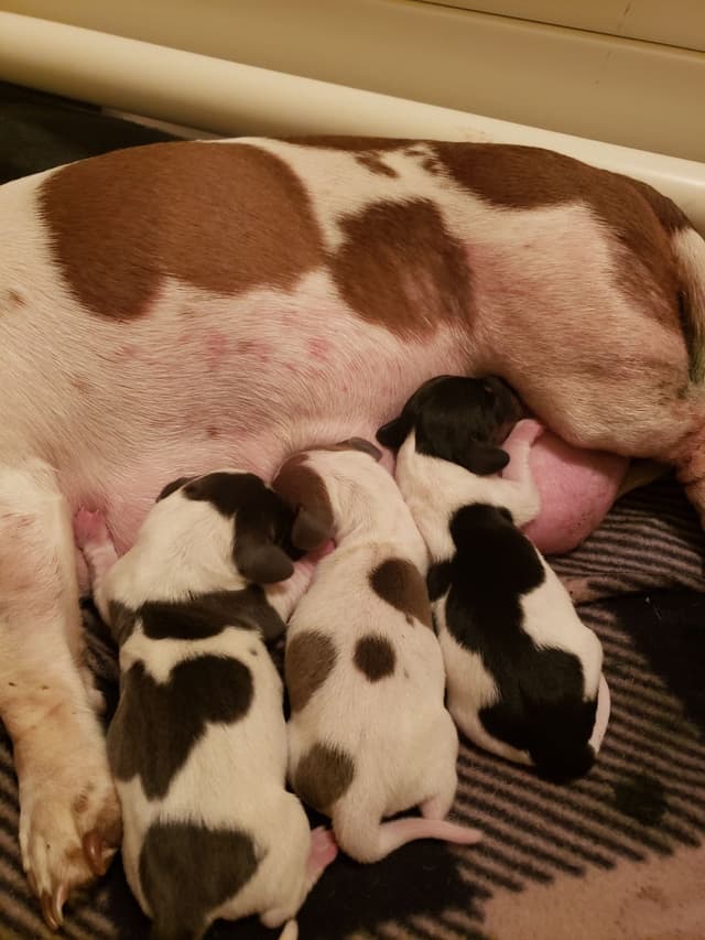 Dachshund Puppies media 3