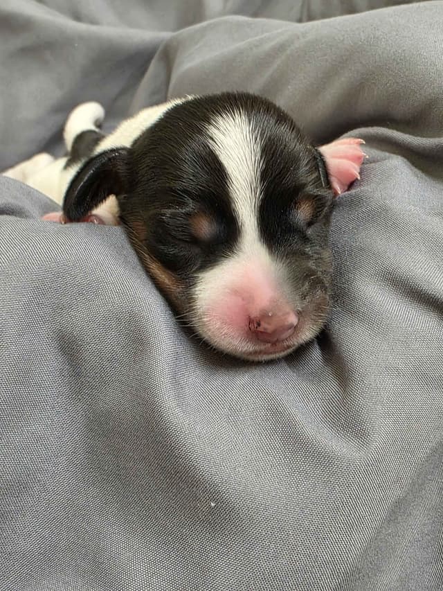Dachshund Puppies media 4