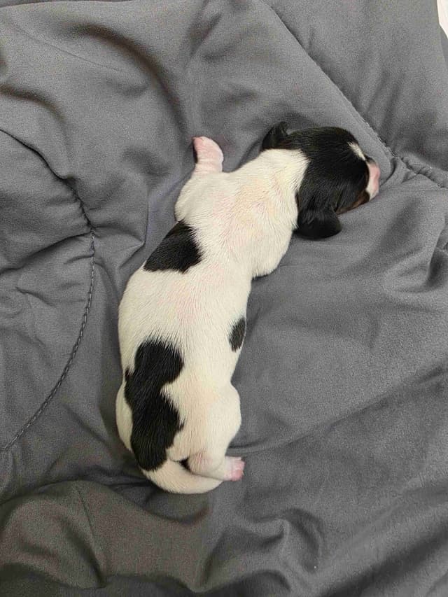 Dachshund Puppies media 5