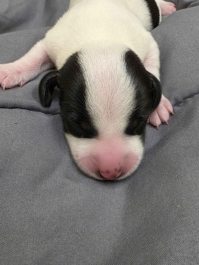 Dachshund Puppies media 6