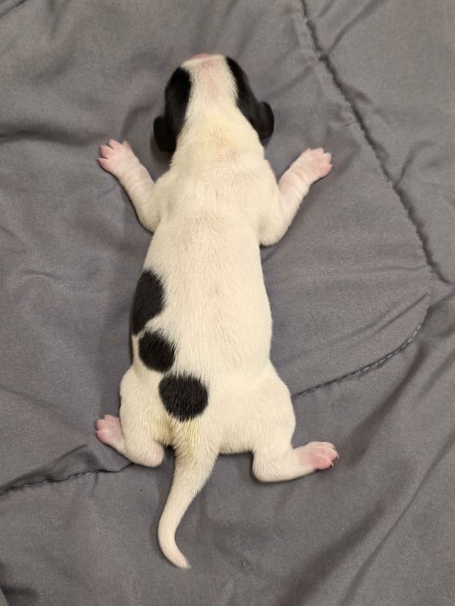 Dachshund Puppies media 7
