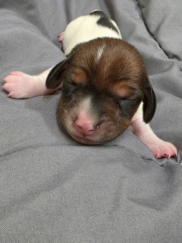 Dachshund Puppies media 8