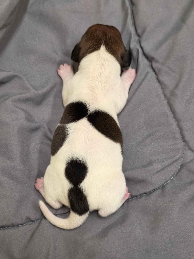 Dachshund Puppies media 9