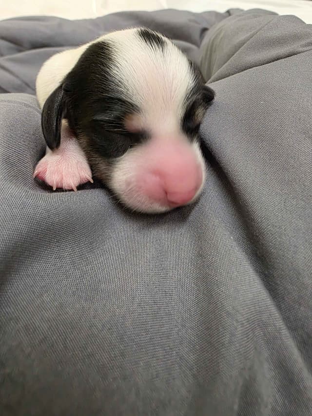 Dachshund Puppies media 10