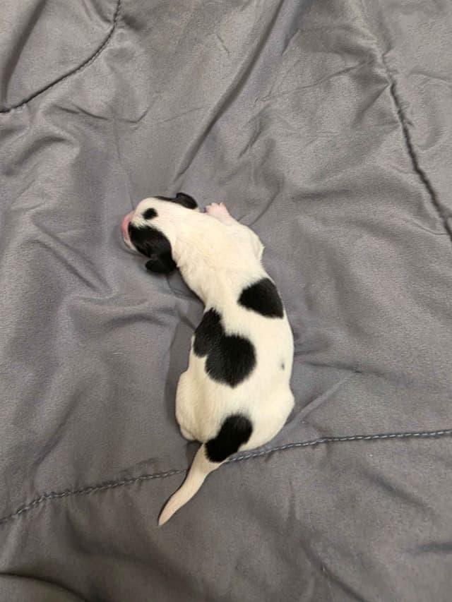 Dachshund Puppies media 11