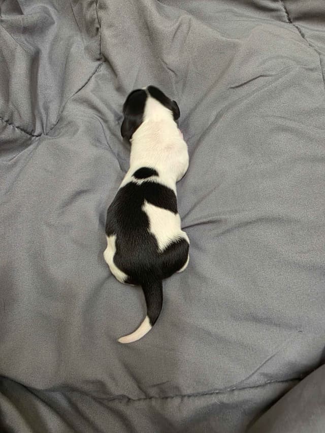 Dachshund Puppies media 13