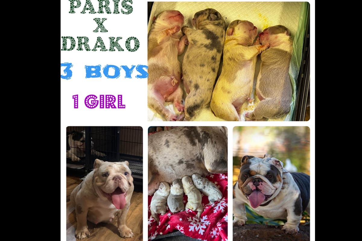 French Bulldog Puppies breeder image 1