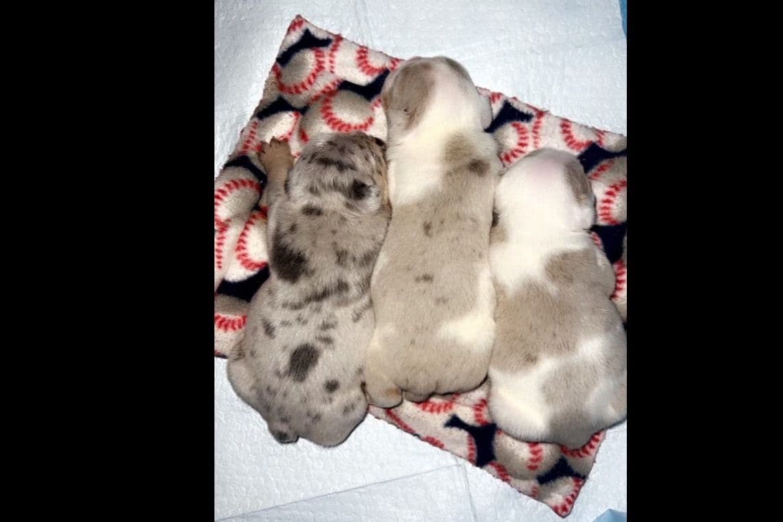 French Bulldog Puppies breeder image 2