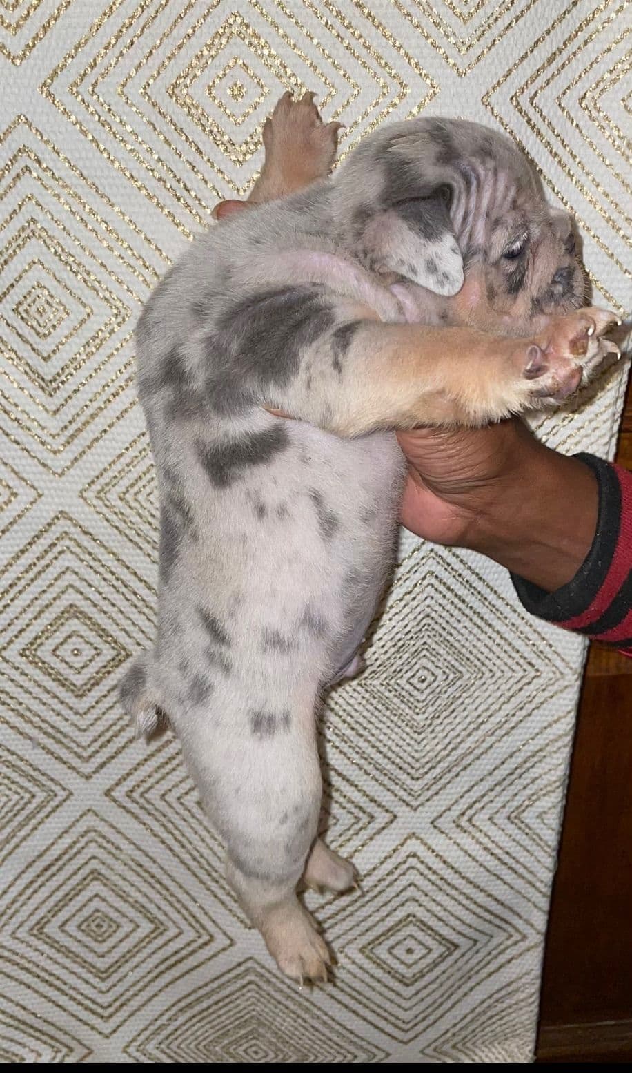 French Bulldog Puppies breeder image 3