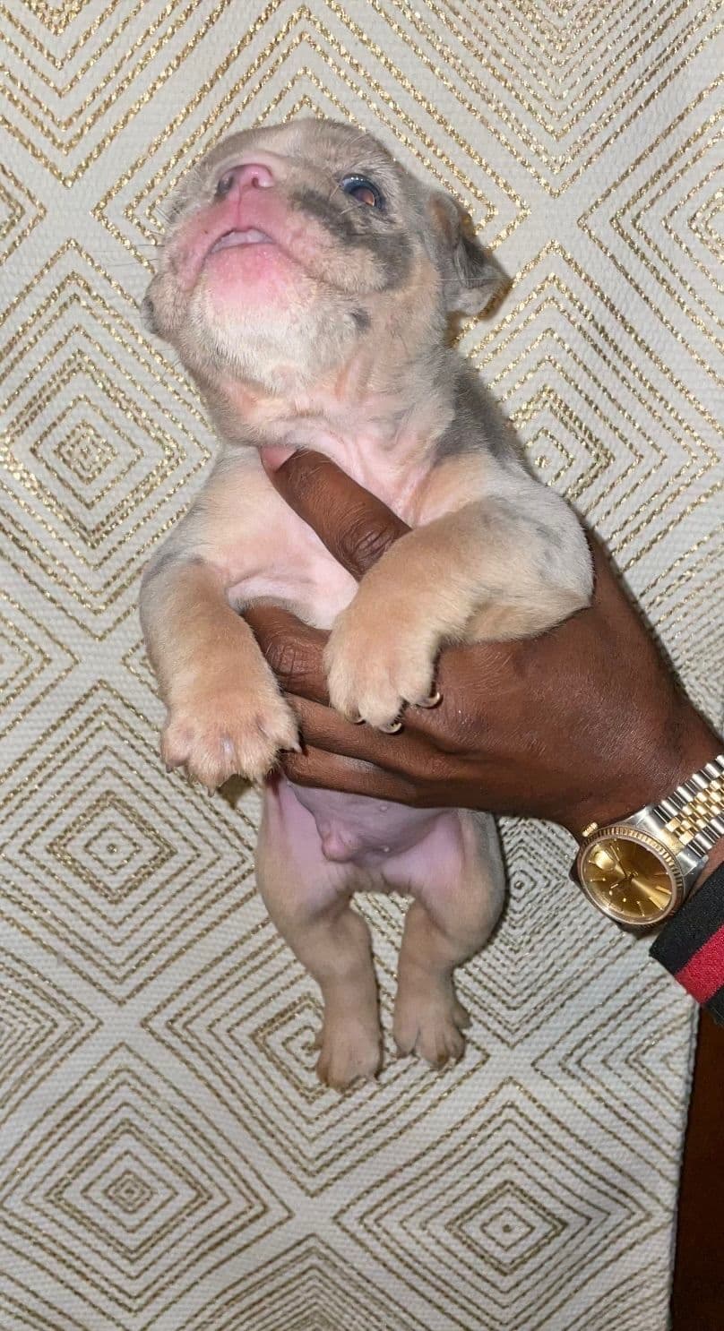 French Bulldog Puppies breeder image 4