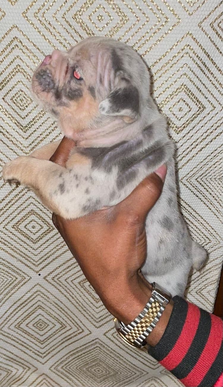 French Bulldog Puppies breeder image 5