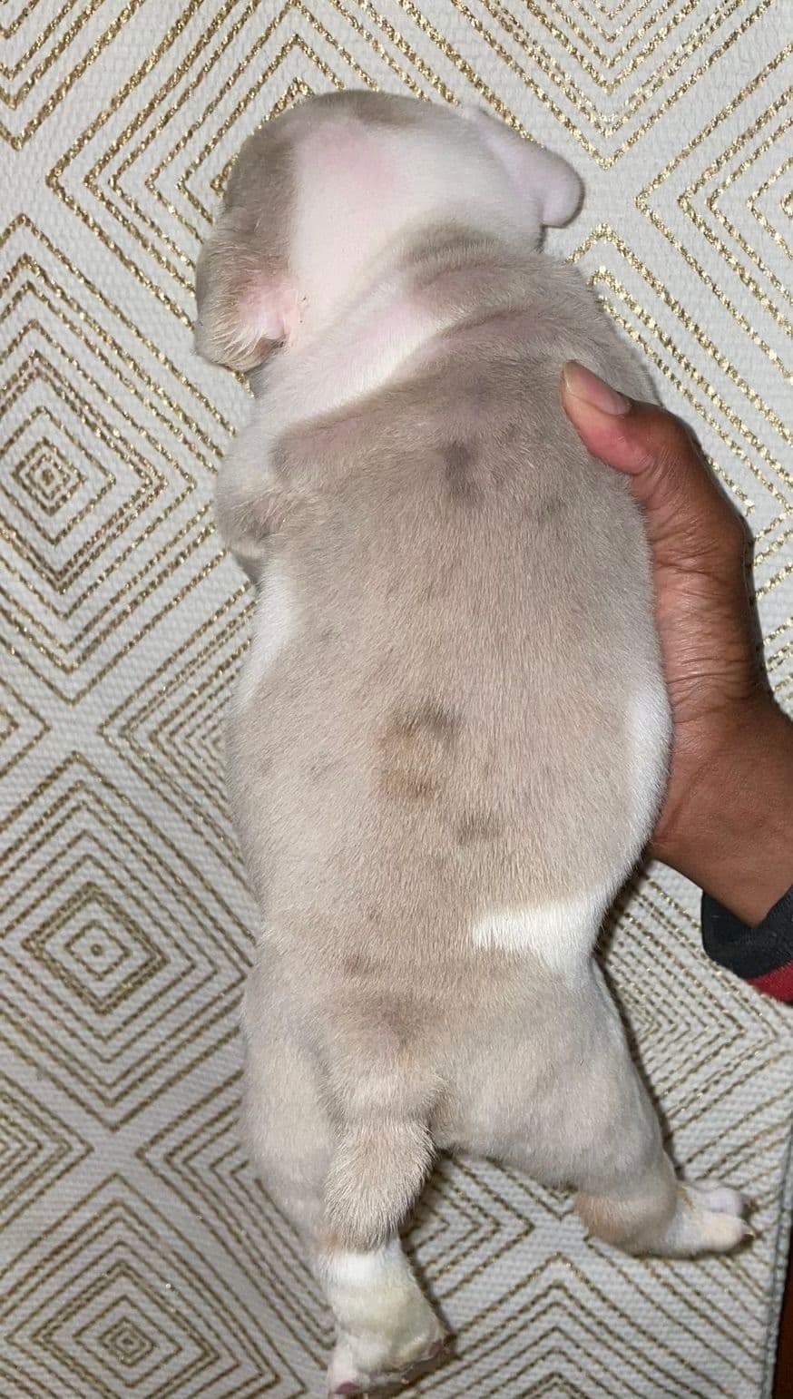 French Bulldog Puppies breeder image 7