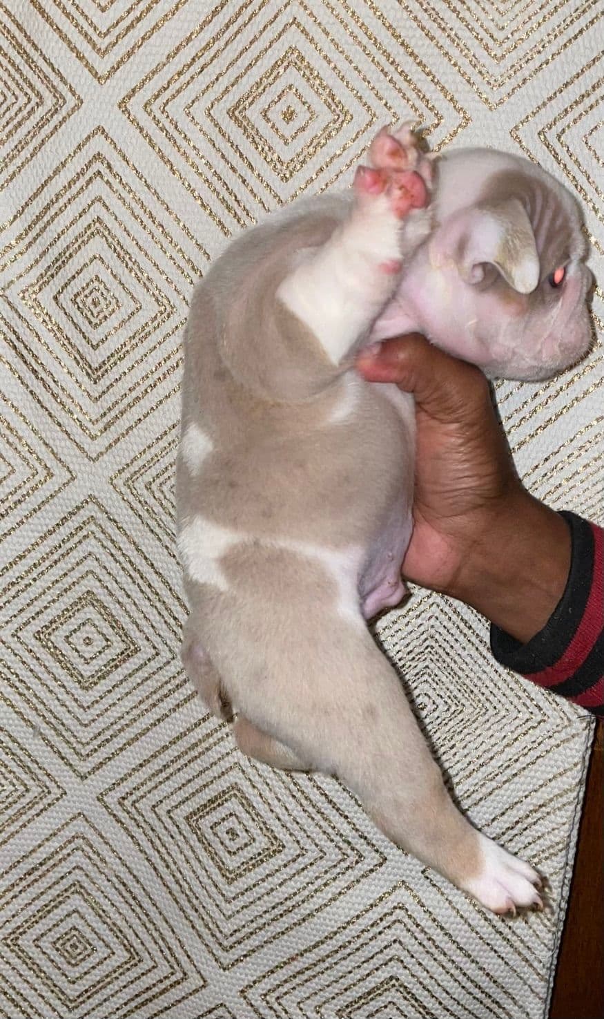 French Bulldog Puppies breeder image 8
