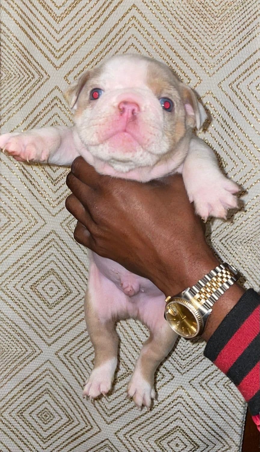 French Bulldog Puppies breeder image 9