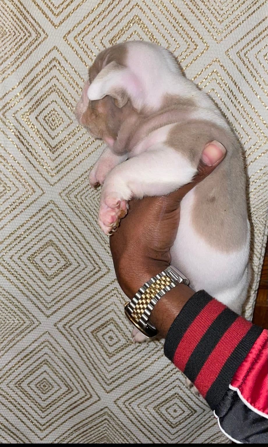 French Bulldog Puppies breeder image 10