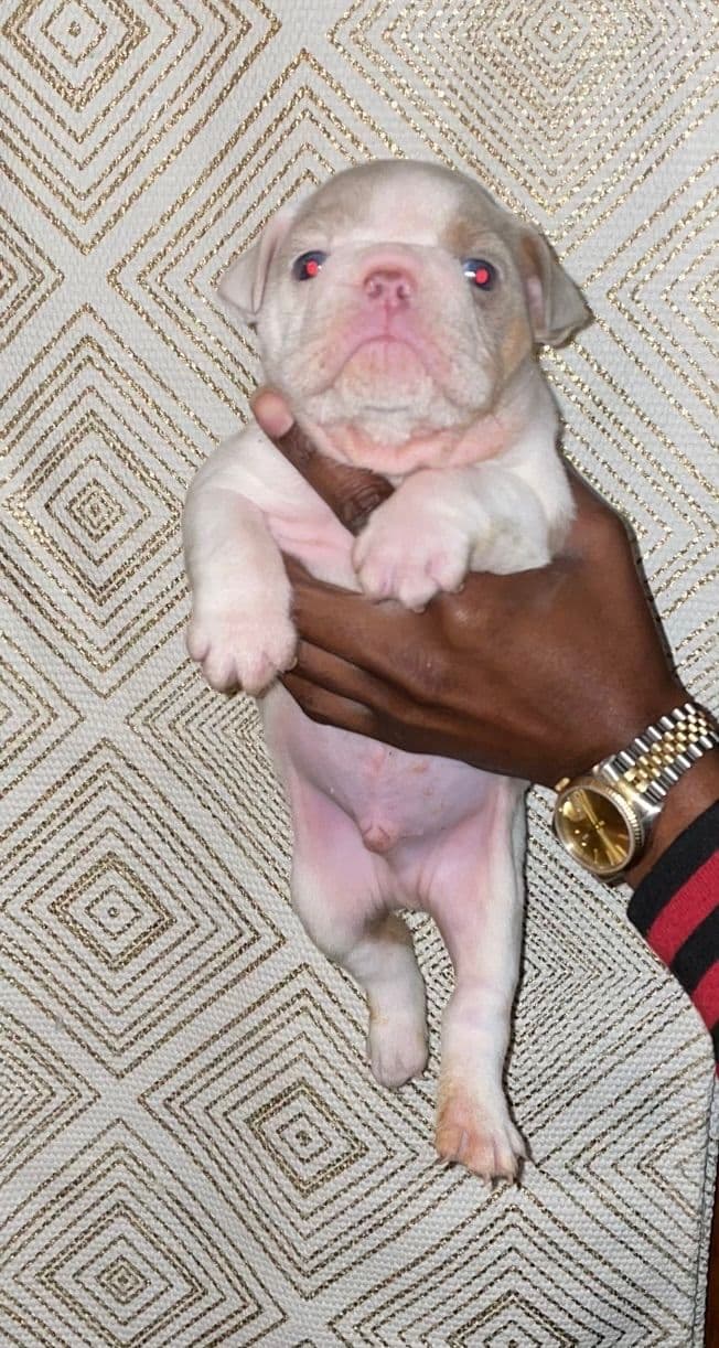 French Bulldog Puppies breeder image 11