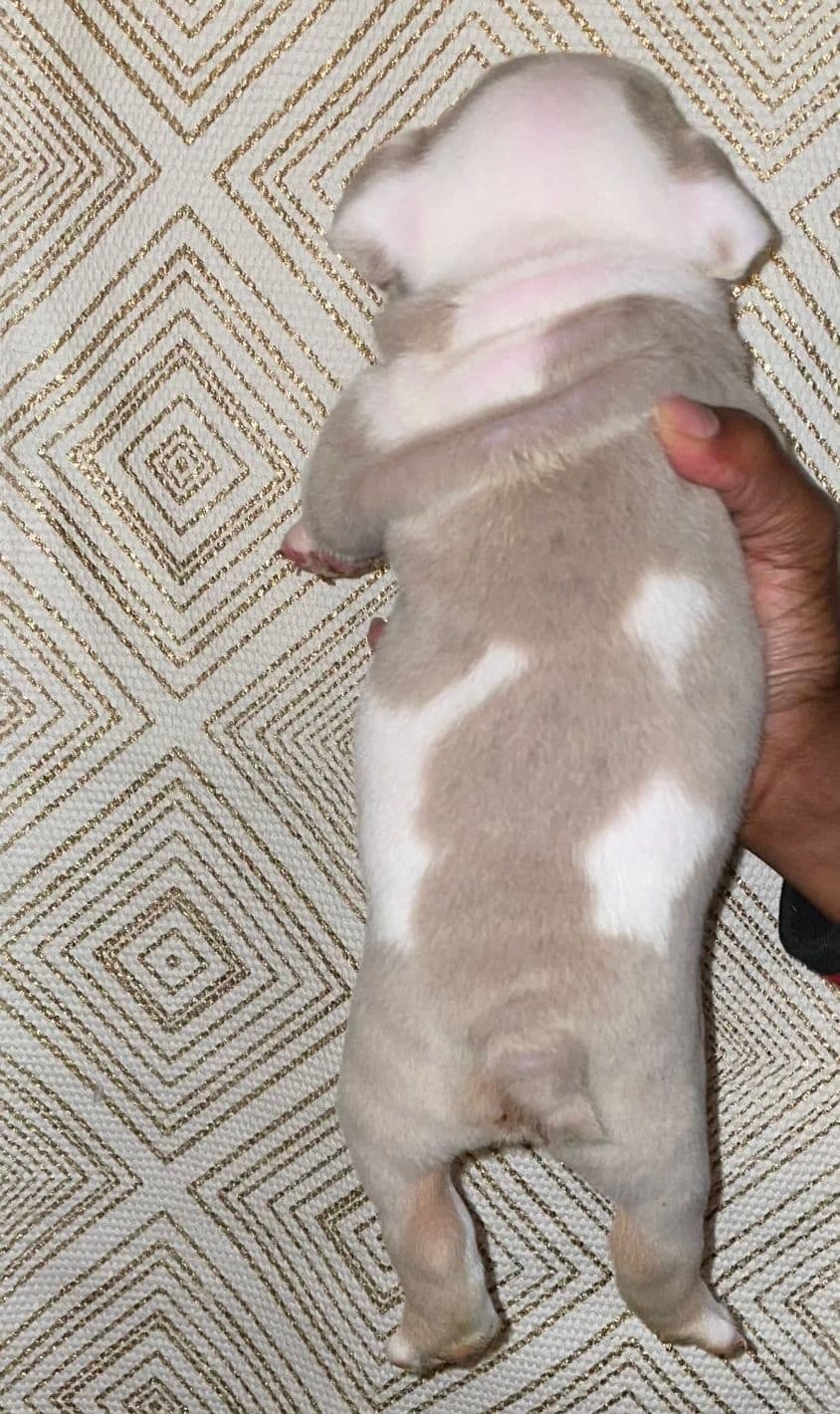 French Bulldog Puppies breeder image 12