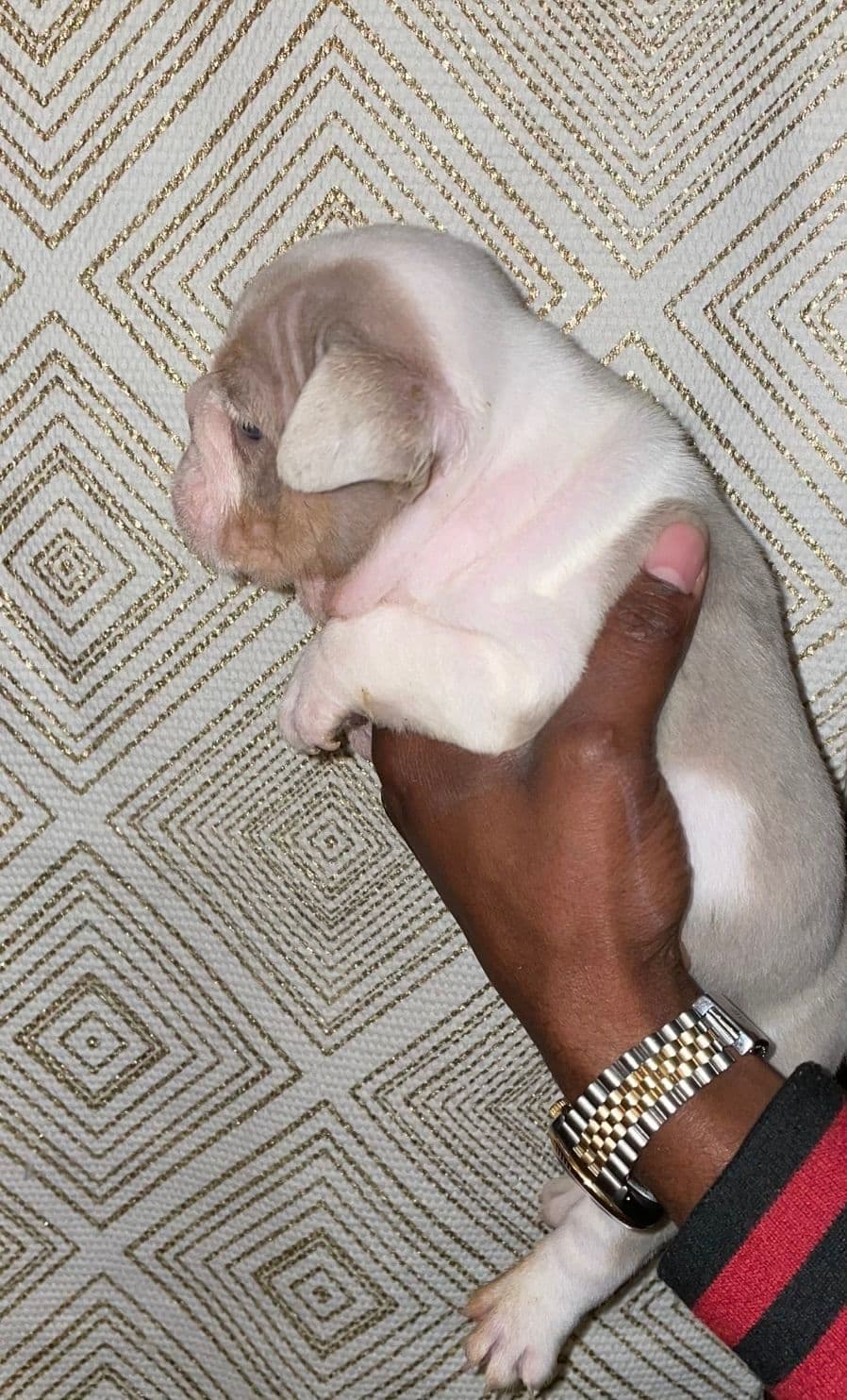 French Bulldog Puppies breeder image 13