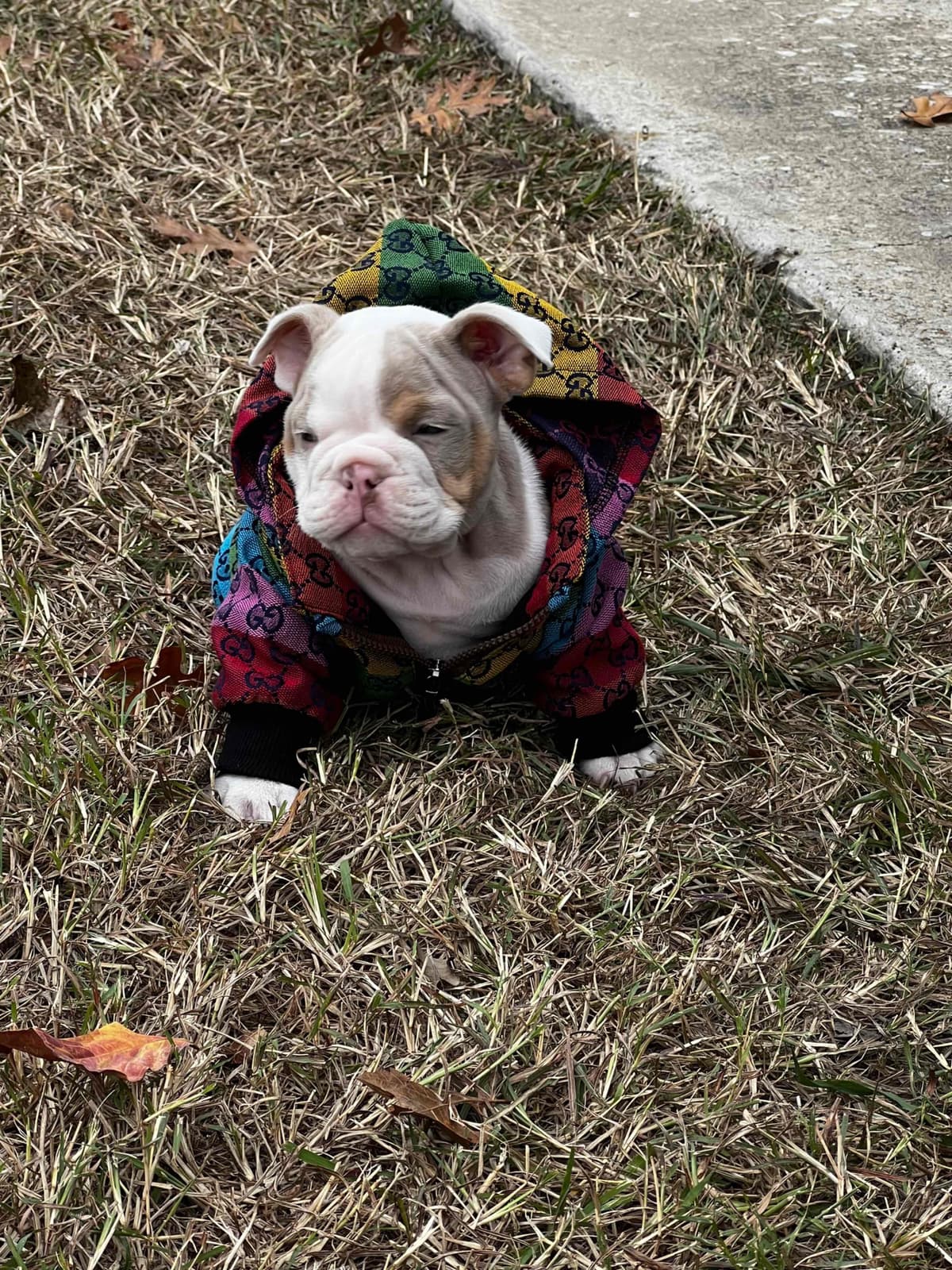 French Bulldog Puppies breeder image 15