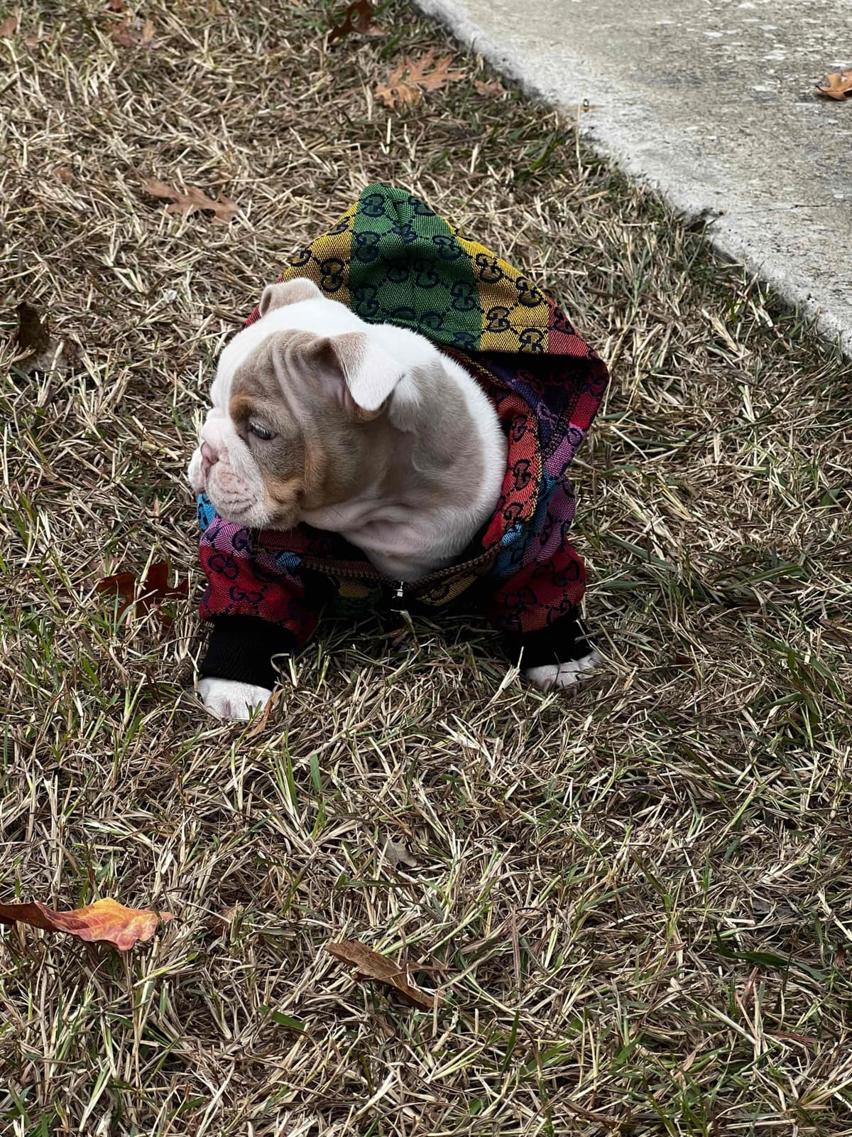 French Bulldog Puppies breeder image 16