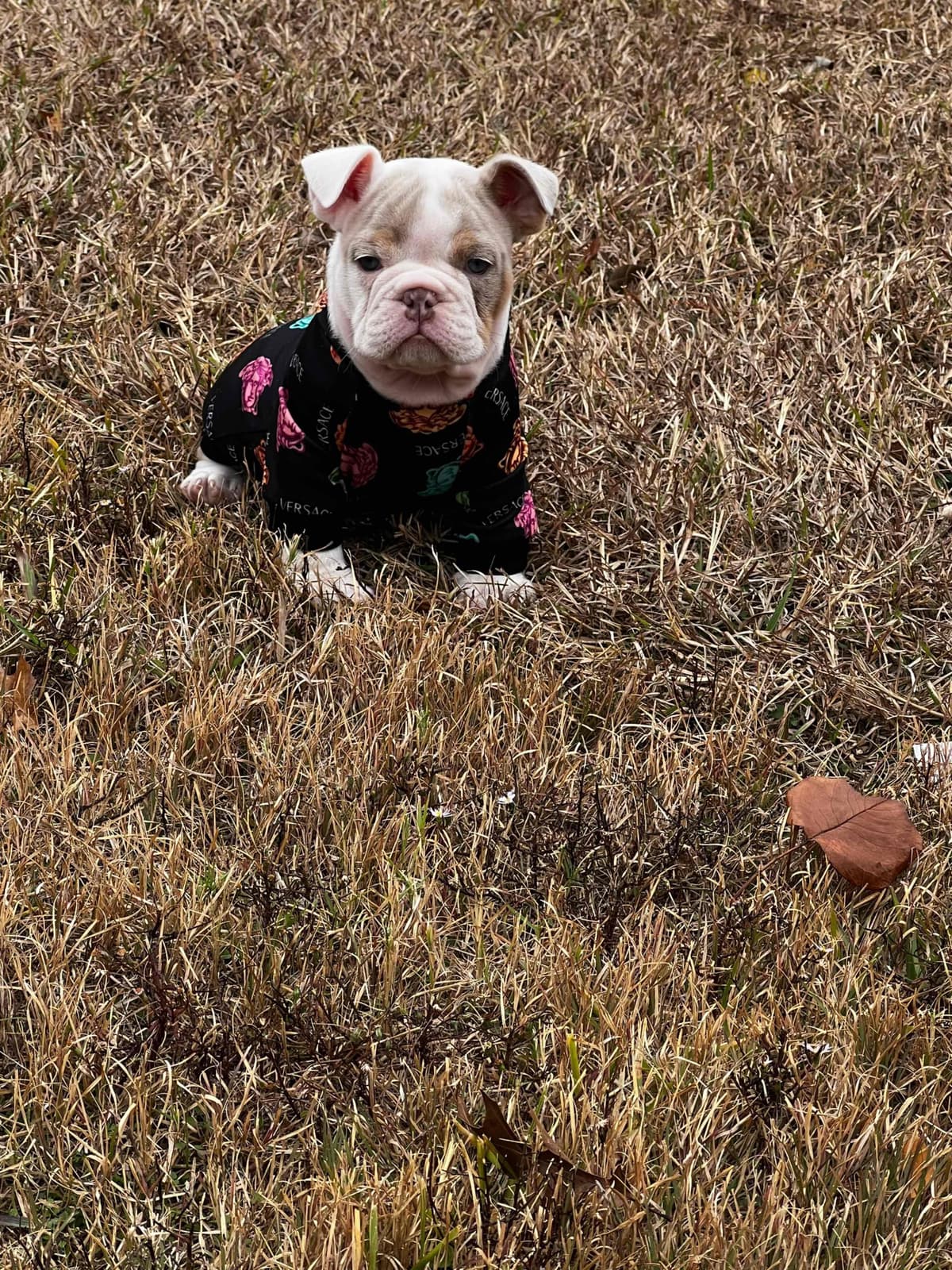 French Bulldog Puppies breeder image 17