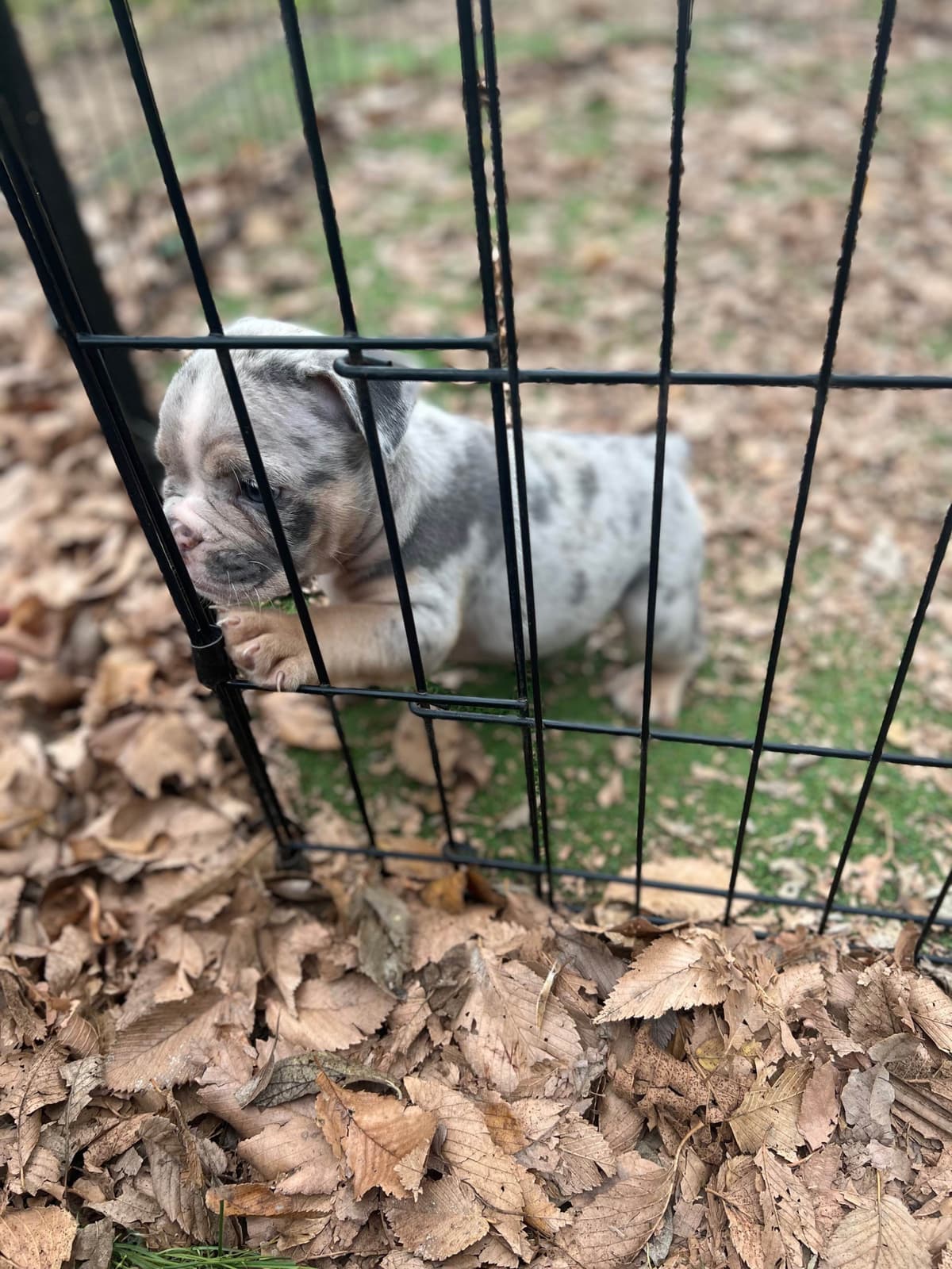 French Bulldog Puppies breeder image 19