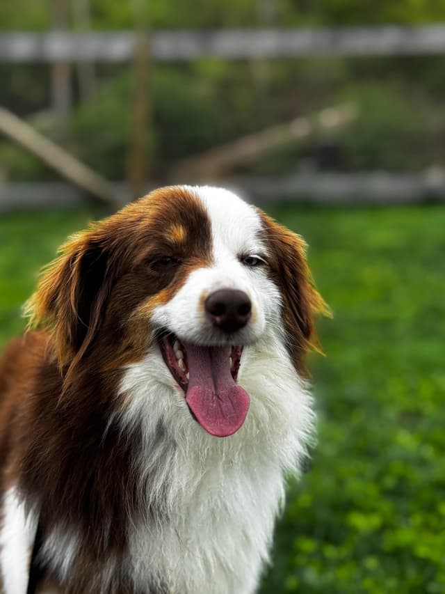 Miniature American Shepherd Puppies media 2