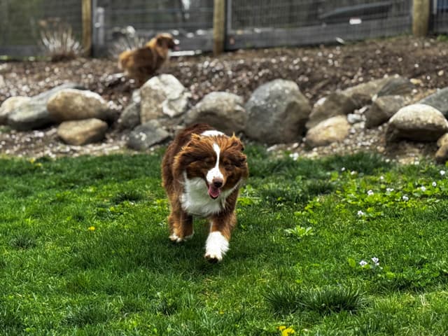 Miniature American Shepherd Puppies media 4