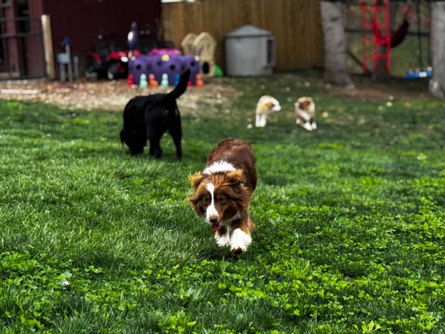 Miniature American Shepherd Puppies media 5