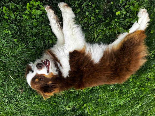 Miniature American Shepherd Puppies media 7