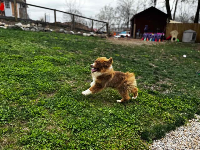 Miniature American Shepherd Puppies media 11