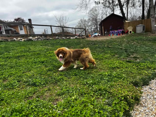 Miniature American Shepherd Puppies media 8