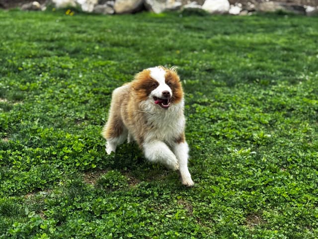 Miniature American Shepherd Puppies media 13