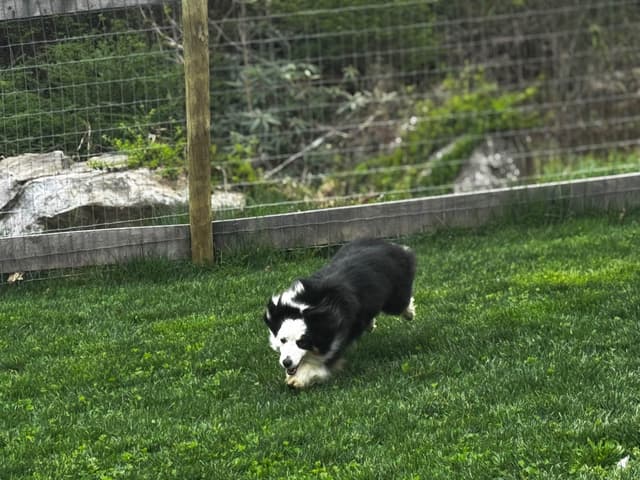 Miniature American Shepherd Puppies media 9