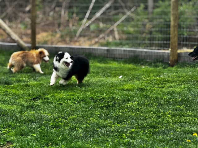 Miniature American Shepherd Puppies media 10